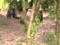 Wildebeest