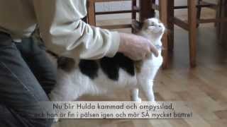 Hulda söker för-alltid-hem!