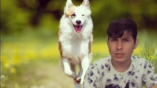 Sonhar com meu cachorro saiba o que esse sonho significa