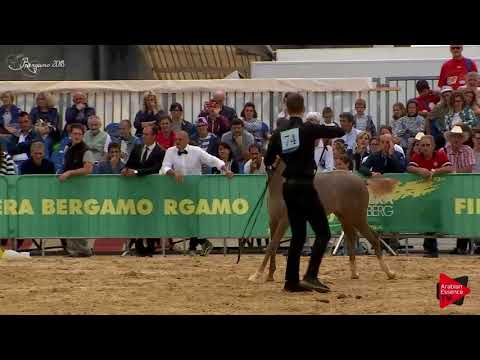 N.74 ML KALUAN - Bergamo 2018 - Futurity Fillies (Class 12)