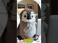 Meet My Colleague Pingu The Penguin Cute Penguin Funny Animals Cuteanimals Penguinlove