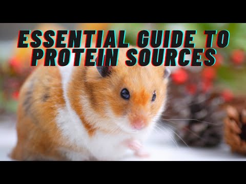 Unlocking the Secrets of Hamster Nutrition: The Essential Guide to Protein Sources