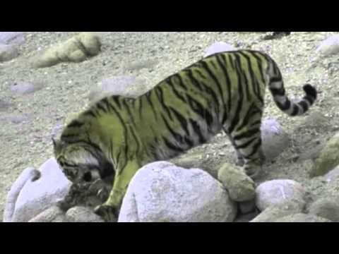 Siberian tiger kills brown bears