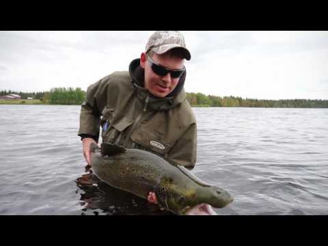 Fly Fishing Baltic Salmon at Kengis Bruk