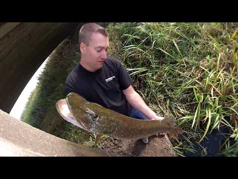 Gedde fiskeri på levende skalle og et par suder på flåd # GoPro POV full HD