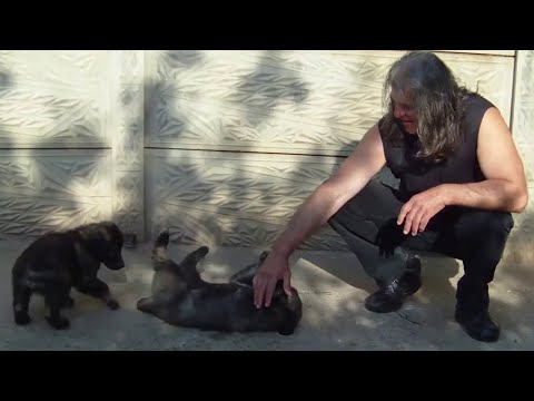 Thinking About a Sarplaninac Puppy? Here's How to Secure Yours for 2025!