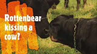 Rottenbear Kissing a Cow on Jurgen's Journeys