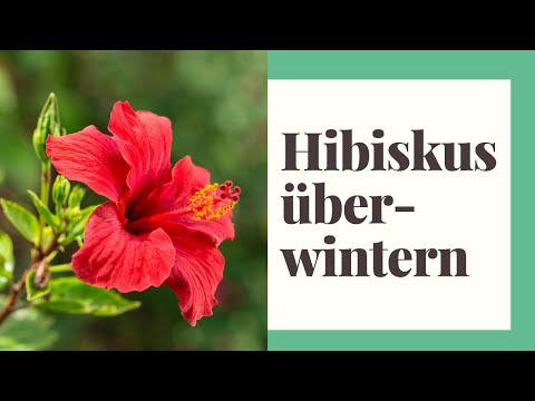 , title : 'Hibiskus überwintern: Den Hibiskus winterfest machen'