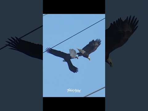 Two Bald Eagles lock talons and perform the courtship behavior called Daredevil Cartwheel #eagles