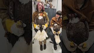 Download lagu Male v. Female Bald Eagle  #MaleVsFemale #BaldEagle #LargeAndInCharge mp3