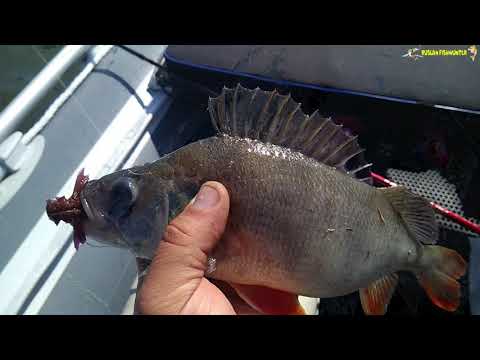 Рыбалка на  спиннинг! Как снять без камеры ,щука ,окунь, на что я ловил, Отчет о рыбалке!