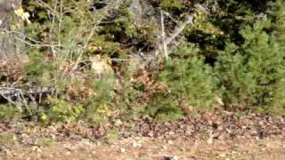 preview picture of video 'Cougar sighting in New Brunswick'