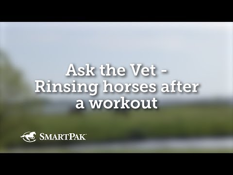 Ask the Vet - Rinsing horses after a workout Video