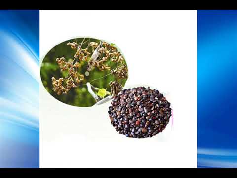 Hovenia Dulcis Extract Powder