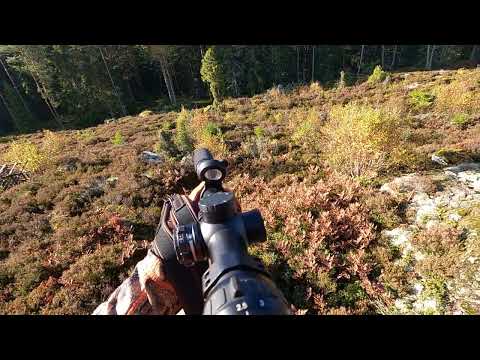 Vildsvinsjakt Korsberga