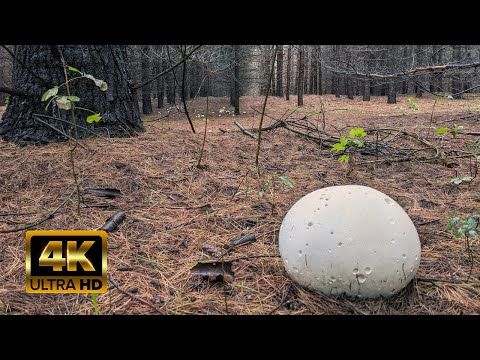4K Virtual Hike - Mushroom Forest - Rainy Autumn Morning - Bruce Trail - Relaxing Walk
