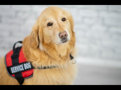3rd YouTube video about are emotional support animals allowed in hotels