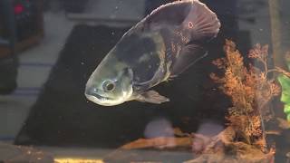 Gratuitous Fish Footage-A day in the life of a Fish Pimp by Rachel O'Leary