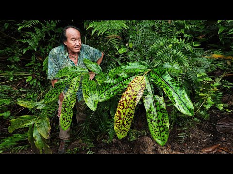 FIELD TRIP WITH PATRICK BLANC, DANUM VALLEY, BORNEO SABAH