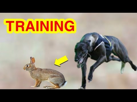 Tazi Dog Best Training | Rabbit vs dog | rabbits hunt | greyhound dog