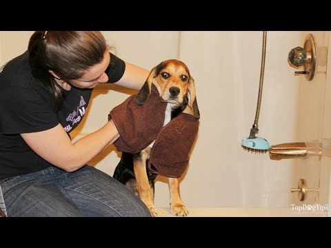 YouTube video about: How to dry your dog after a bath?