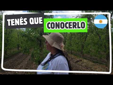 🍷 Bodega y Viñedos Moschini | Ruta del Vino Alto Valle de Río Negro 🍇🍷