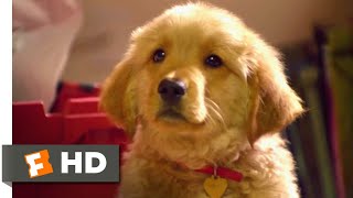 Golden Winter (2012) - Puppies Playing Tag Scene (1/10) | Movieclips