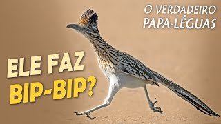 Miniatura do vídeo
