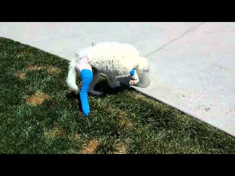 Poppy, an adopted Great Pyrenees in Boise, ID_image-1