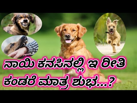 ಕನಸಿನಲ್ಲಿ ನಾಯಿ ಕಂಡರೆ/Kanasinali nayi kandare/kanasinali puppies bandare/Dog dream meaning in kannada
