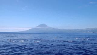 preview picture of video 'DAUPHINS AUX ACORES - PICO ISLAND - DOLPHINS IN AZORES'