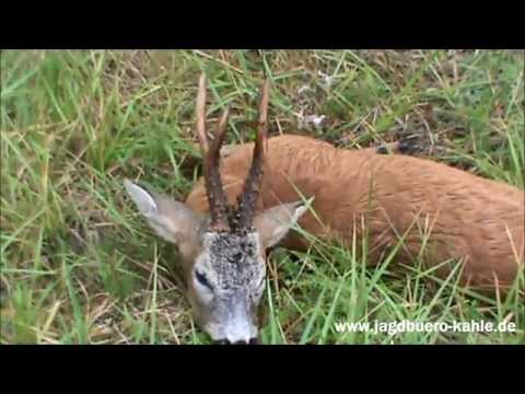 Kapitaler Rehbock auf dem ehemaligen Gut von Marion Gräfin Dönhoff erlegt!