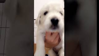 Video preview image #4 Golden Retriever Puppy For Sale in CORONA, CA, USA