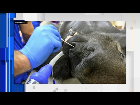 Gorilla gets tested for COVID 19