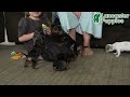 Miniature Dachshund dogs for sale: Winston - Video 1