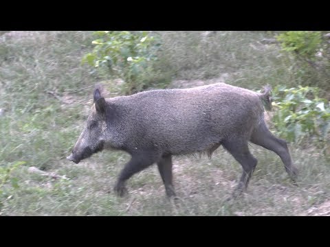 M5  csatorna - Vaddisznók a városban – mit tehetünk ellene? – 2020/1. adás – 2020.02.01.