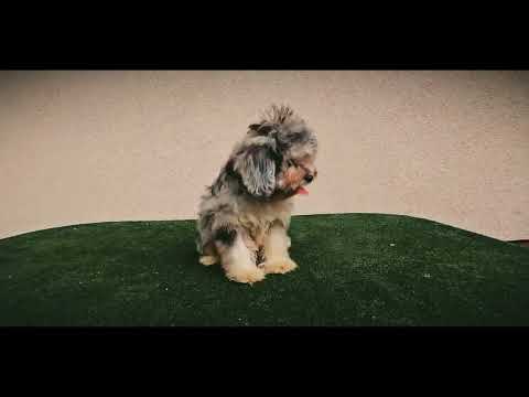 Maltipoo puppy for sale