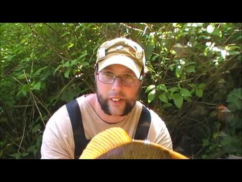 The Crucian Carp - a video by Colin Hebb
