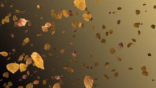 Seamless Loop Autumn Leaves Of Erythrina Variegata Plant The Wind Blows Left