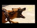 Crying Dog Ringtone