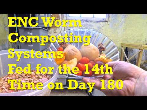 180-day European nightcrawler worm bins get their 14th feeding with all the fixin's - vermicompost