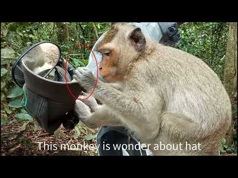 Monkey video 122