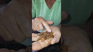 Chá caseiro para dores? #shortvideo #shortsfeed #shorts #short #shortsvideo #shortsviral