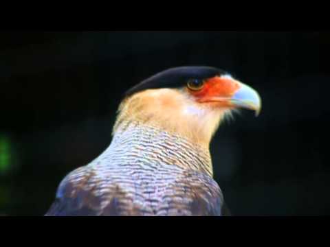 Carcará - Maria Bethânia