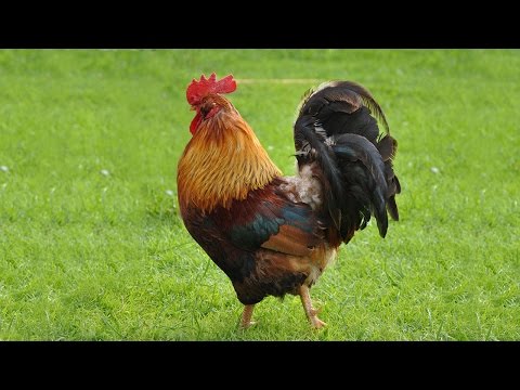 Sonidos de Animales para bebes y niños de 1, 2, 3 años