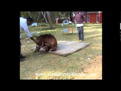 YouTube video about: What is ketamine for horses?