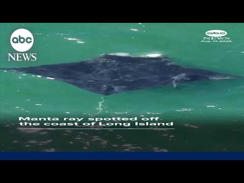 Manta ray spotted off the coast of Long Island