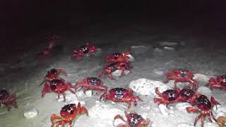 Christmas Island Red Crab Eating Babies Kênh Video Giải Trí Dành