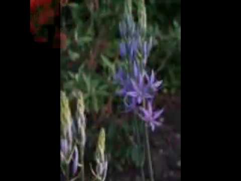 Voninkazo ny fiainana an-tany-Barijaona et Odette Suzanah-Par Cludegeorges