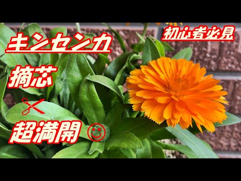庭のキンレンカの花